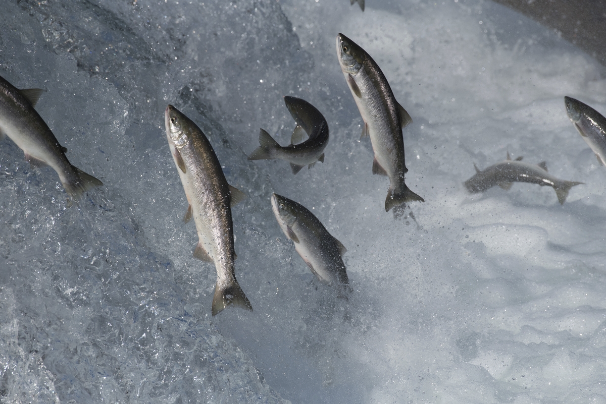 Salmon Jumping the Falls